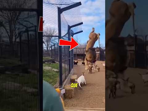 MIRA LO QUE PASÓ CON ESTOS ANIMALES #shorts #datoscuriosos #animales