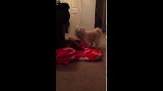 Ruff Housing Dogs Getting Tangled Up!