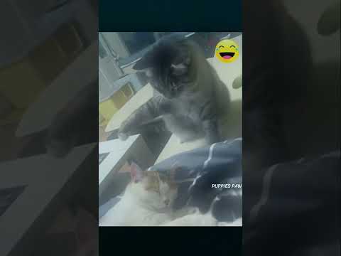 TRY NOT TO LAUGH CHALLENGE | PART 155