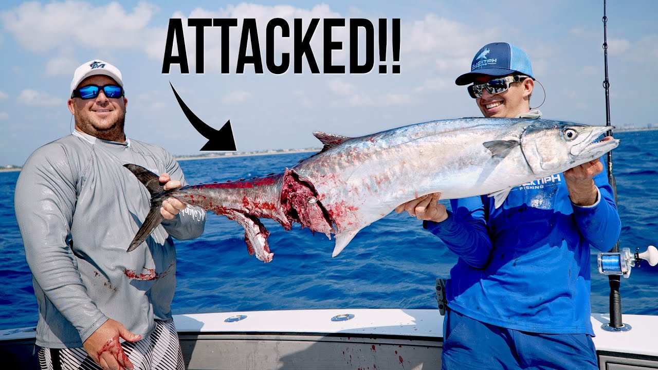 Crazy kingfish fishing, barracuda attack and hammerhead