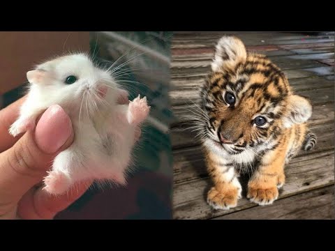 AWW Animals SOO Cute! Cute baby animals Videos Compilation cute moment of the animals #2