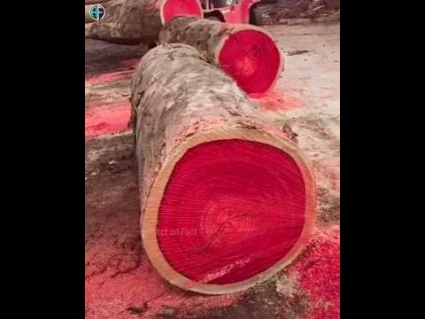 लाल चंदन को हर कोई क्यों नही उगा पाता..?🔥🥵 Why Red Sandalwood Is So Expensive? #shorts #viral