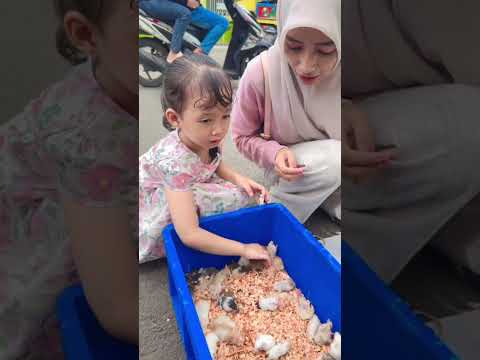 Beli Hamster Lucu ๐ #hamster #shorts #vidoe #trending