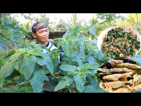 Bayam taun diladang sangat subur masak bumbu gecok santan mentah dengan pete dan peda goreng tepung