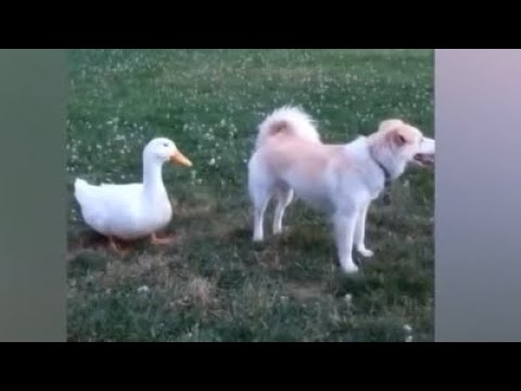 Funniest Animals Videos of the Week - Try Not To Laugh #animals #cat #dog #pets #CreativeCommons