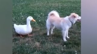 Funniest Animals Videos of the Week - Try Not To Laugh #animals #cat #dog #pets #CreativeCommons