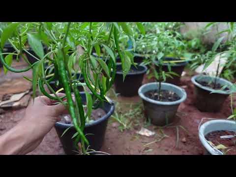 Pohon Tomat Keluar Bunga