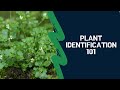 Nature Exploration and Plant Identification