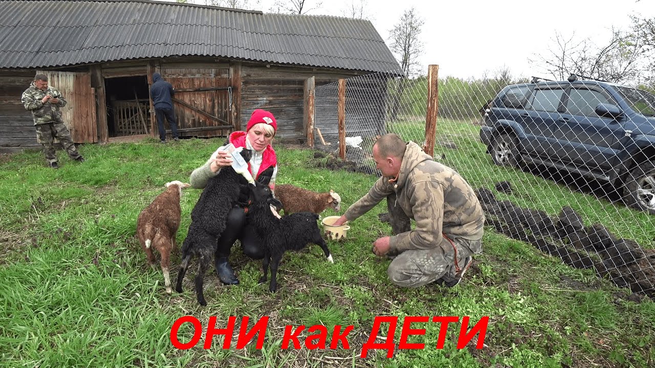 122. Кого мы привезли на хутор!