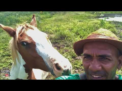 FUI ATRÁS DOS BICHOS, REGISTROS FANTÁSTICOS NAS ANDANÇAS, SACI CANTA, GAVIÃO PENEIRA E MUITO MAIS