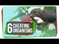 Animal Behavior and Deception Strategies