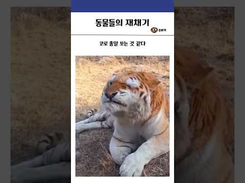 동물들의 재채기