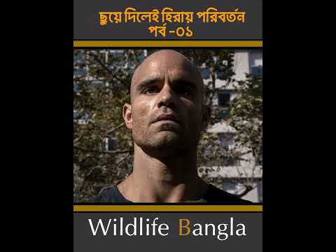 ছুয়ে দিলেই হিরায় পরিবর্তন #wildlife bangla