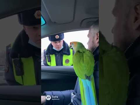 ДПСник в шоке от попугая😂🦜