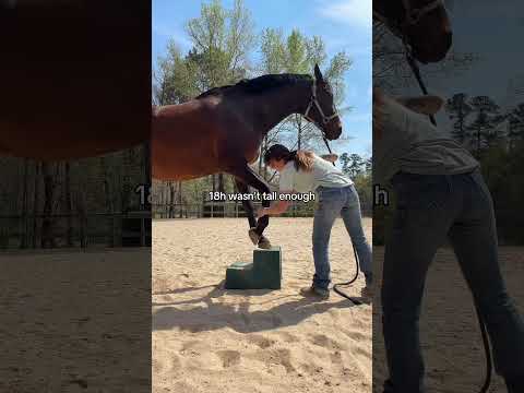 one of Diesel’s favorite stretches, taken a step further 🗻 #equinetherapy #equestrian #horse