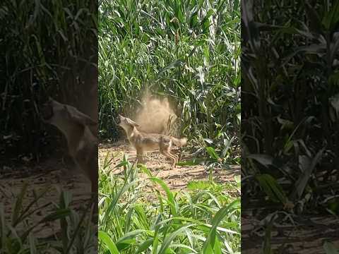 Main view of the luckiest coyote on the planet. 🤣 #coyote #wildlife #hunting #outdoors #animals