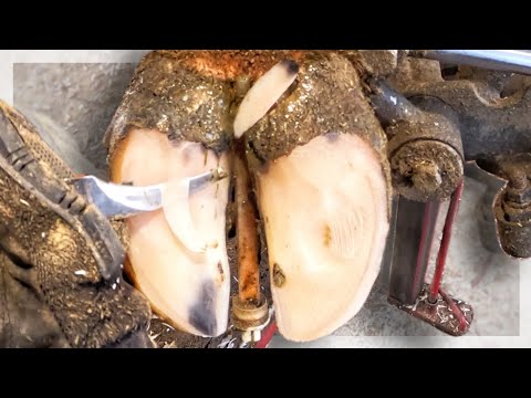 TRANSFORMING COW HOOF HEALTH