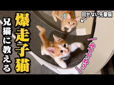 生後2ヶ月の子猫が回し車を先輩猫にレクチャーしてるんだが...笑