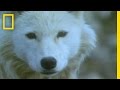 Muskoxen and Wolves Survival Strategies