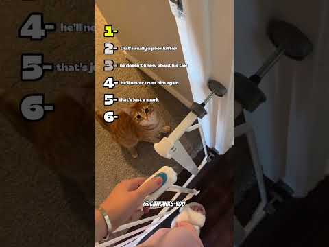 Ranking Dumb Cats FUNNIEST Moments #cats #ranking #catsmoments #funnycats