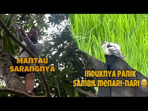 Lagi diatas Mantau sarangnya, eh.. induknya panik joget2 dibawah 😅