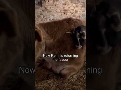 An Unlikely and Adorable Friendship 🐮🐐