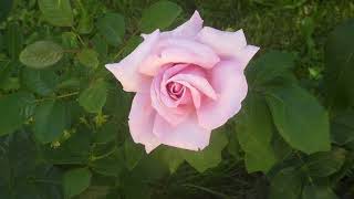 Roses Розы