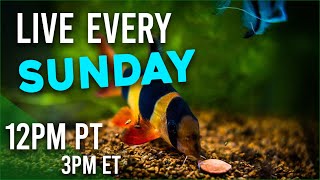 Fish Food Size - How big is too big?  - Sunday School 3pm EST