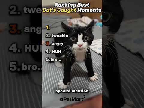 Top 5 Cats💀 #cats #cat #funnyanimals #animals #funnypets #catcore #catsofinstagram #fyp #pets #cute