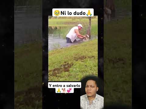 entro a un lago solo para salvar a su perro de un cocodrilo ๐๐ฑ๐ es increรญble ๐๐๐ #shortvideo