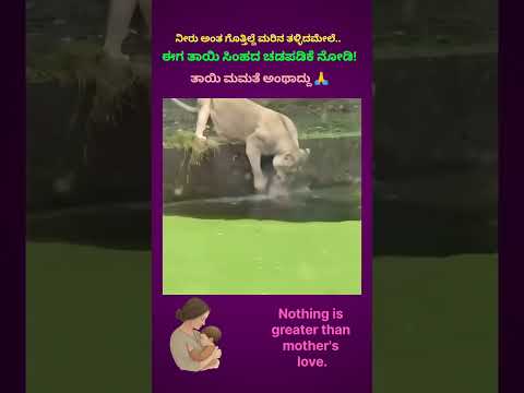 Love of a mother lion 😮 #motherlove #trending #weird #shorts