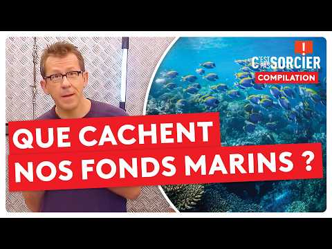 Que cachent vraiment les fonds marins français ? - C'est pas sorcier