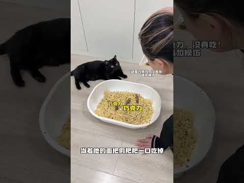 【#一只黑糖啵啵】我家猫误会我了这可咋办? #黑猫#双11百大萌主#马桶