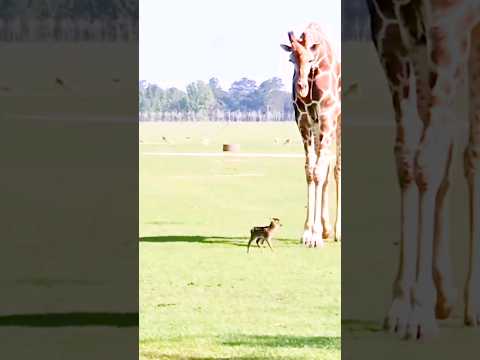 baby deer playing with giraffe | amazing moment | #animals