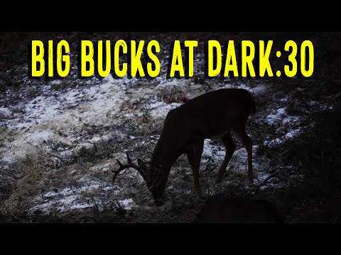 BIG BUCKS AT DARK 30