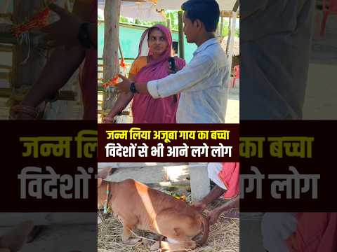 जन्म लिया अजूबा गाय का बच्चा विदेश से देखने पहुंचे  लाखों लोग😱 #nepali #cows #viral #fbreels #shorts
