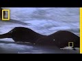 River Otters in Yellowstone