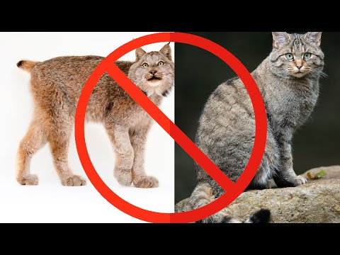 Las Raza de GATOS Prohibida en estos Países del Mundo