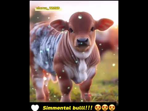 ZAVQ VAQTI!!! Simmental bulll!!! 👍👍👍😍😍😍