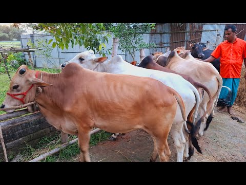 @আজ ৮/৭/২৫ | সবচেয়ে কমদামে খামার উপযোগী মাঝারি সাইজের ষাঁড় গরুর প্যাকেজ | দিনাজপুর