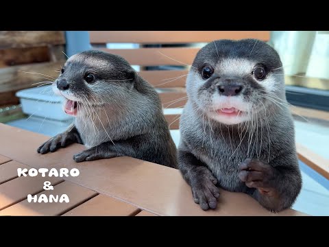 まるで子供みたいなカワウソの夏休みに密着! Otter Squad’s Wild Summer River Adventure!