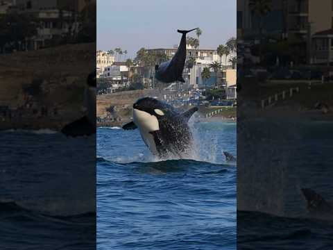 Orca literally knocks the ? out of this dolphin! #shorts