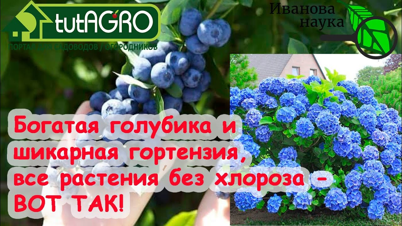 7 бюджетных способов улучшить плодородие почвы. Подкислением! Для голубики, гортензий, томатов.