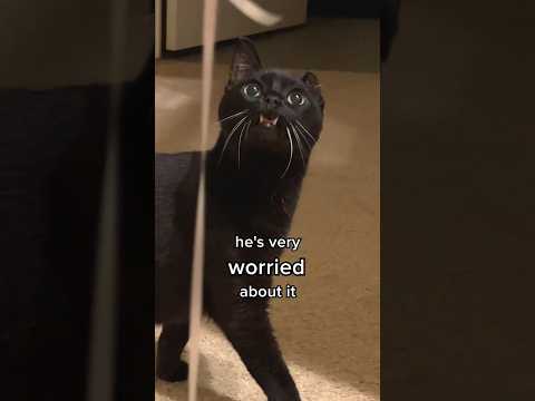 My cat sees a balloon 👀 w/ @thekatcurtis #cats #funnycats #blackcats #balloon