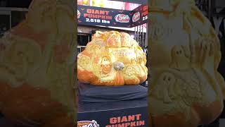 Biggest Pumpkin In America?!