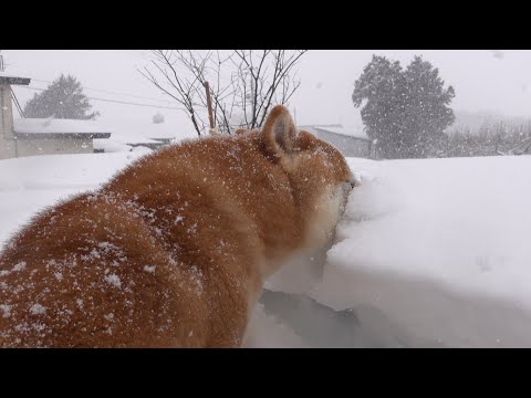 柴犬と過ごす極寒の一日！昨日が可愛く見える寒波が、これ。