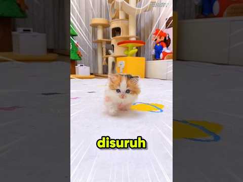 Menangkap Si Mimi🫣 #shortsvideo #cat #kucing