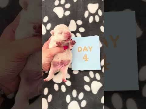Baby frenchie from 1 to 10 days Growth stages! #shorts #puppygrowth