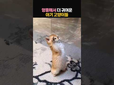 엉뚱해서 더 귀여운 아기 고양이들