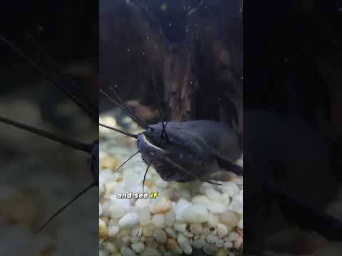 My Fish Swims Upside-down After I Dropped It On Concrete!